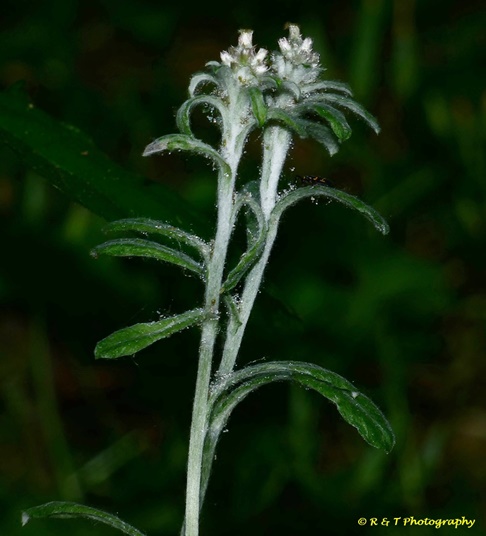 {Gamochaeta argyrinea}